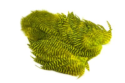 Whiting Rooster Softhackle Chickabou Grizzly - Yellow Chartreuse